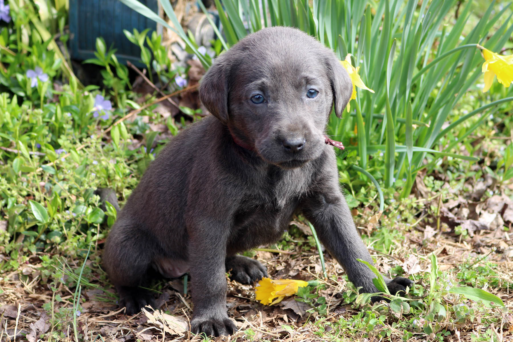 Shimmering Silver Labradors, Raising and breeding AKC Silver Labradors