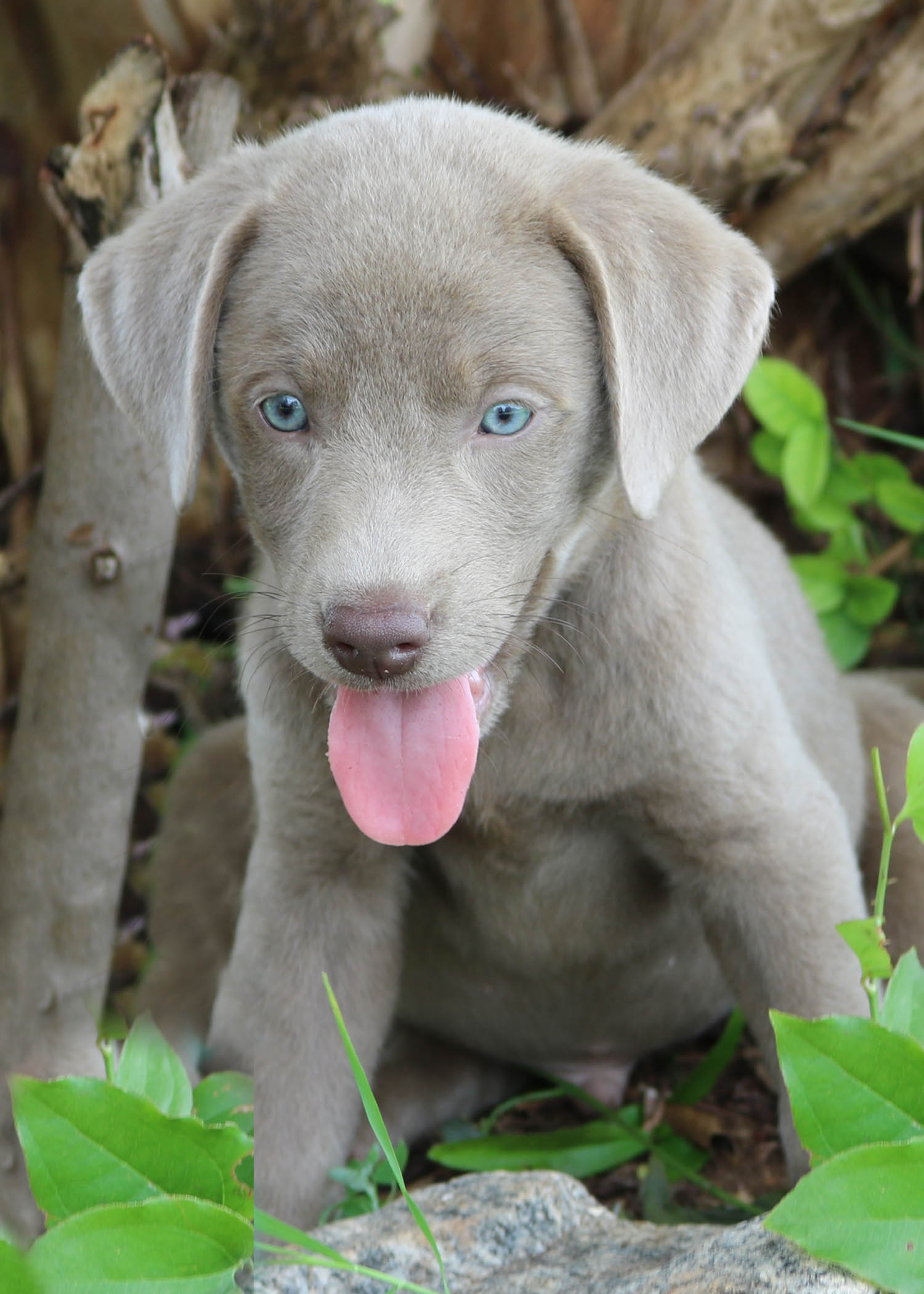 Shimmering Silver Labradors, Raising and breeding AKC Silver Labradors