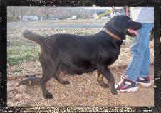 Onyx pregnant with latest litter