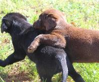 Chocolate and Black puppies hugging