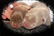 Silver puppies