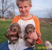 Daxton and two Silver female puppies