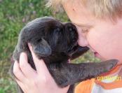 Labrador Puppy Kisses
