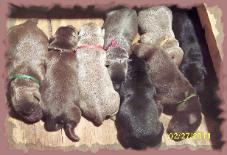 Silver, charcoal, chocolate, black labrador new litter