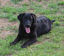 Black silver factored labradors Midnight