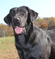 Black silver Factored Labrador Midnight