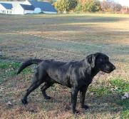 Black Silver factored Labrador Midnight