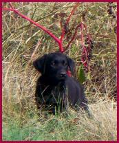 Black Silver FActored labrador Midnight