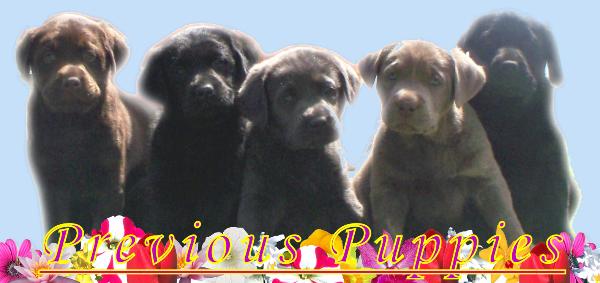 Chocolate, Black, Charcoal, Silver, and Black English Labrador puppies
