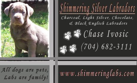Shimmering Silver Labradors