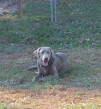 Silver Labrador Tonto
