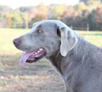 Silver Labradro Tonto