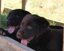 Puppy brothers hanging out