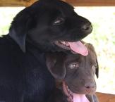 Black and Chocolate Silver factored puppies