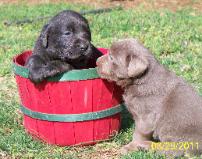 Charcoal Labrador puppy with Silver Labrador puppy
