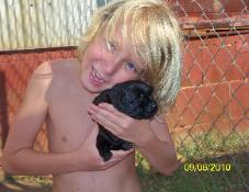 Daxton and silver factored labrador puppy