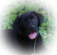 Black Lab puppy
