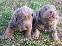 Silver Labrador sisters