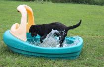 Black silver factored labrador Onyx water fun