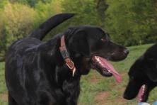 Black silver factored labrador Onyx