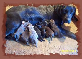 Onyx with her latest litter 