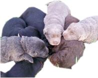 Charcoal, Silver, Black, and Chocolate Lab puppies