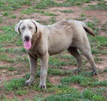 Silver Labrador and Charcoal Labrador gene information