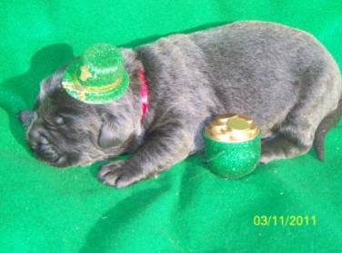 charcoal labrador puppy