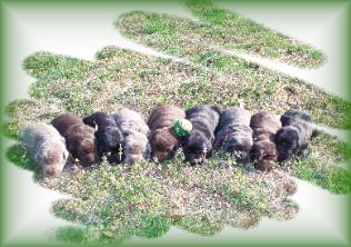 New puppy litter of charcoal, silver, chocolate, and black labrador