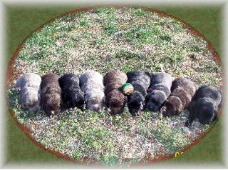 new litter of charcoal, silver, chocolate, and black labrador puppies