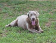 Silver Labrador Tonto