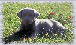 Silver Labrador Tonto