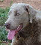 Silver Labrador female